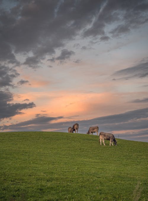 Cattle on Pasture at Sunset