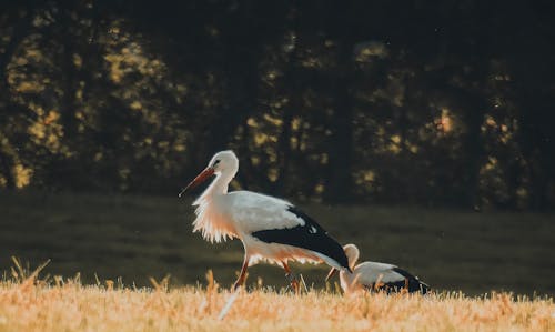 Fotobanka s bezplatnými fotkami na tému allgäu, Bavorsko, bocian