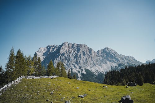 Foto stok gratis batu, hutan, konifer