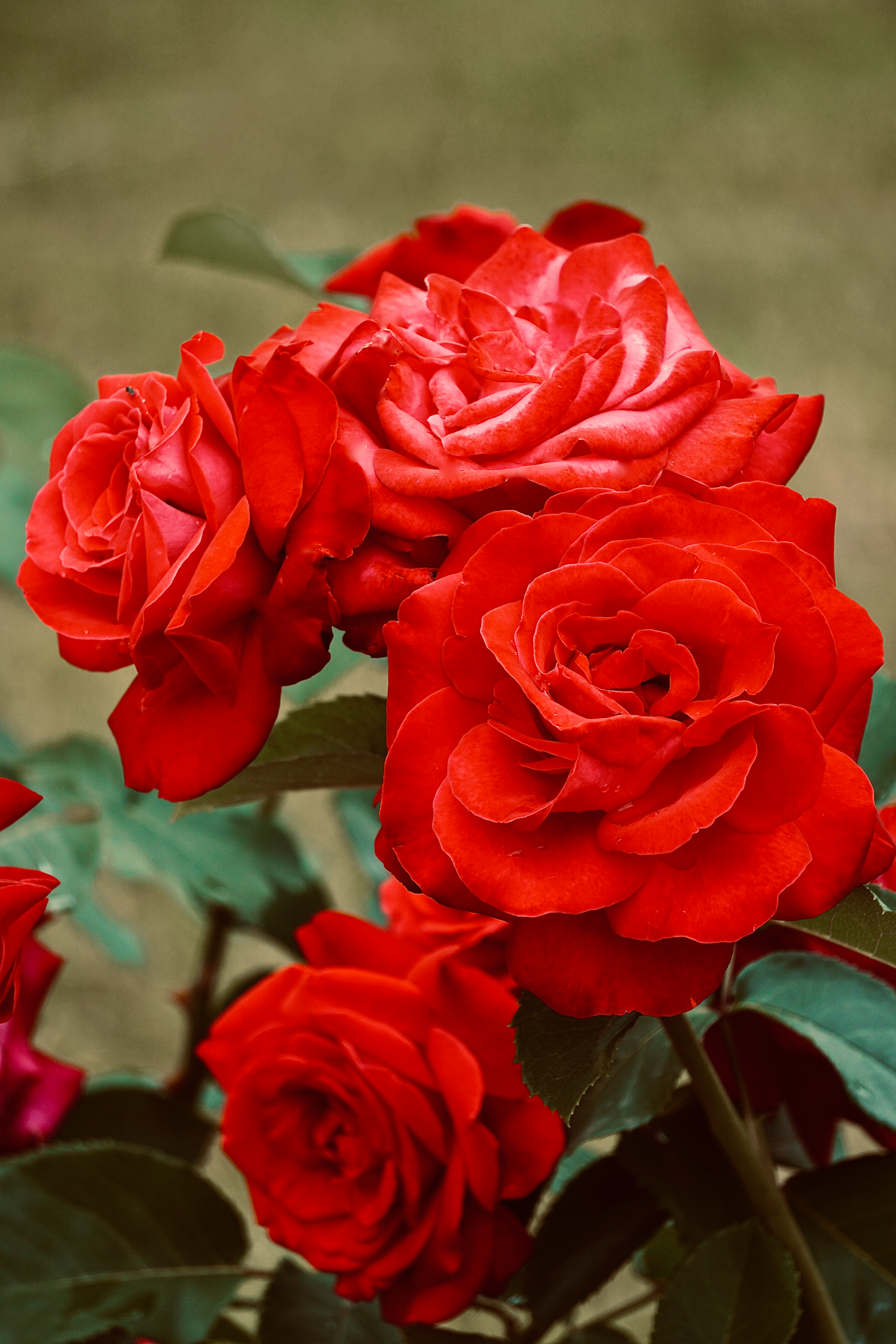 Beautiful Red Roses · Free Stock Photo