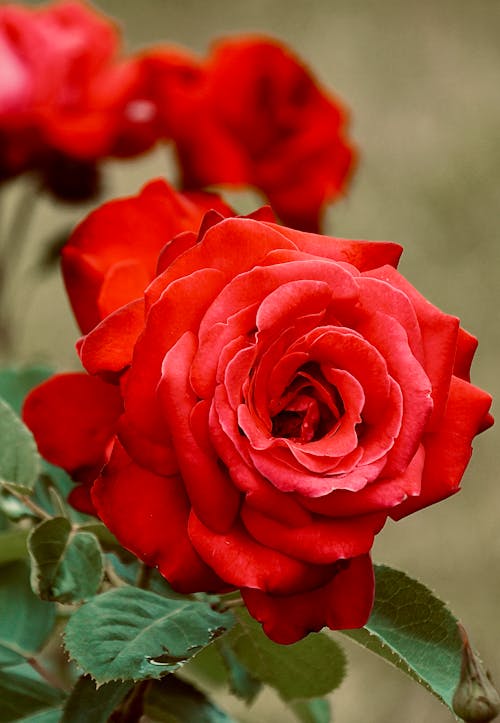 꽃, 꽃이 피는, 빨간 장미의 무료 스톡 사진