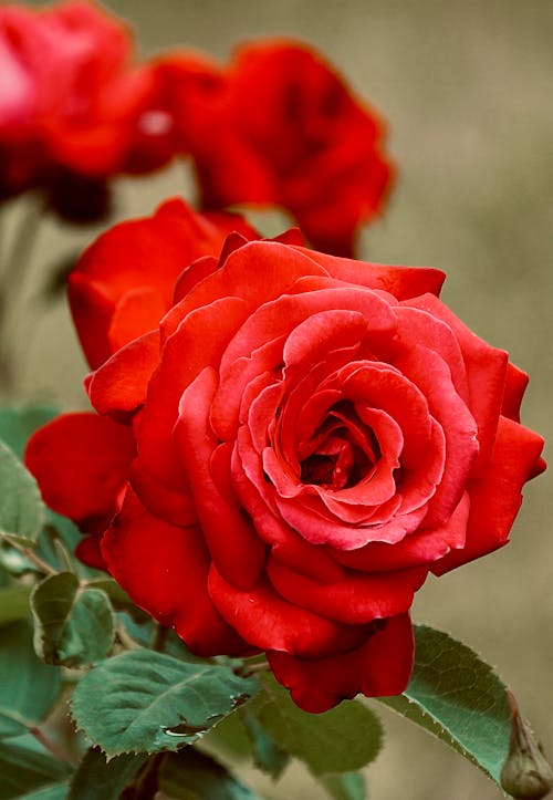 Blooming Red Roses