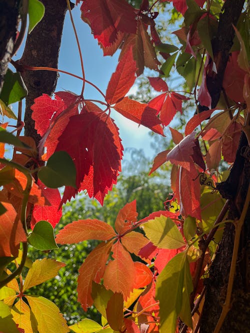 Gratis stockfoto met donkergroen, herfst, herfstbos