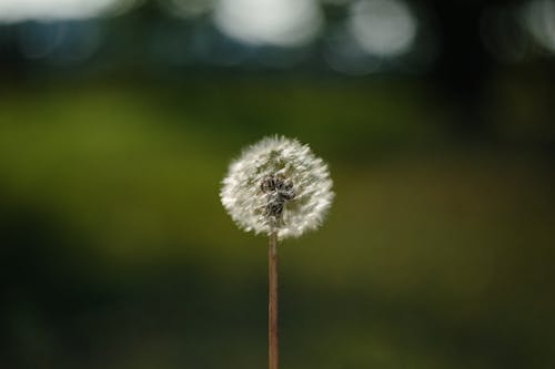 White Dandelion