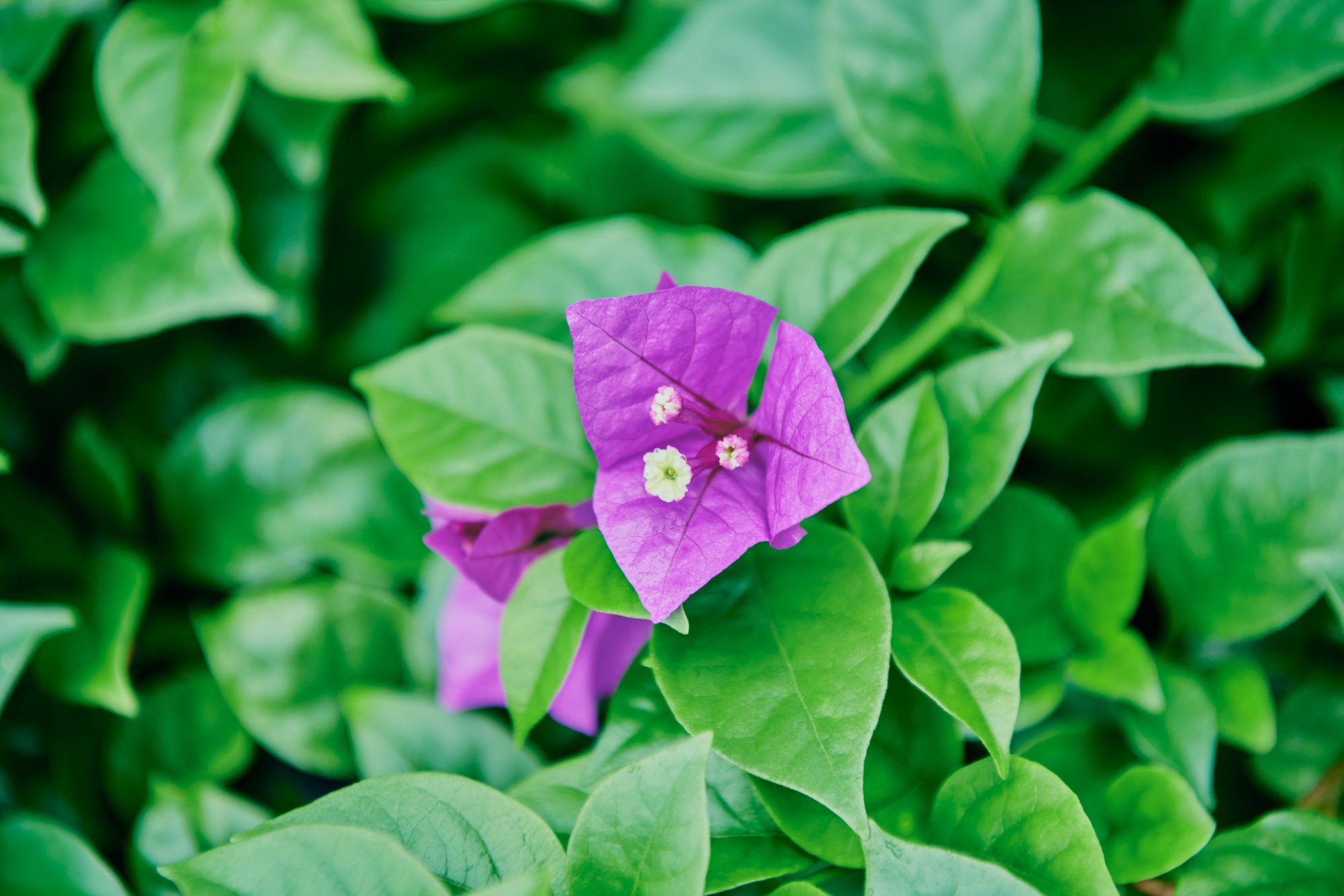 Close-up of purple bougainvillea flower showing vibrant petals and fresh green leaves.