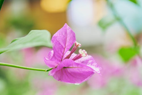 Close-up of Purple Bougainvillea Flower