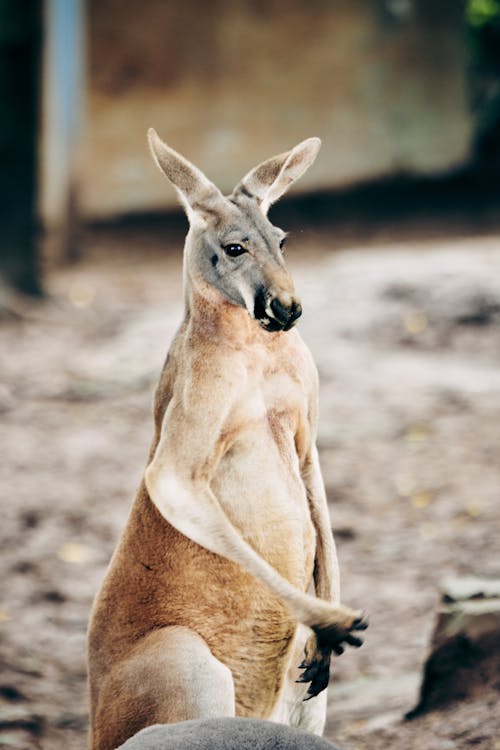 Gratis stockfoto met dierenfotografie, dierentuin, kangoeroe