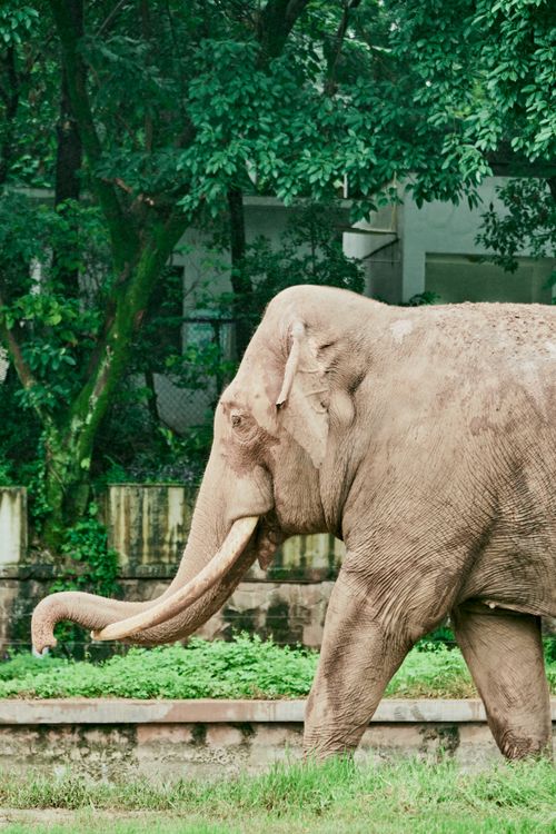Photo of an Elephant and a Green Tree in a Zoo · Free Stock Photo