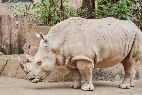 Free Side view of a rhinoceros in a zoo setting, showcasing its majestic form and textured skin. Stock Photo