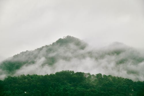 Free Fog envelops verdant hills and lush forests, creating a serene and mystical landscape. Stock Photo