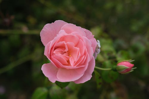Kostenloses Stock Foto zu mutter natur, natur, rosa rosen