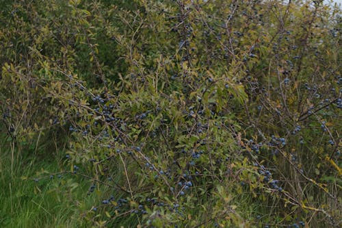 Foto d'estoc gratuïta de arrel negre, fruites silvestres, prunus spinosa