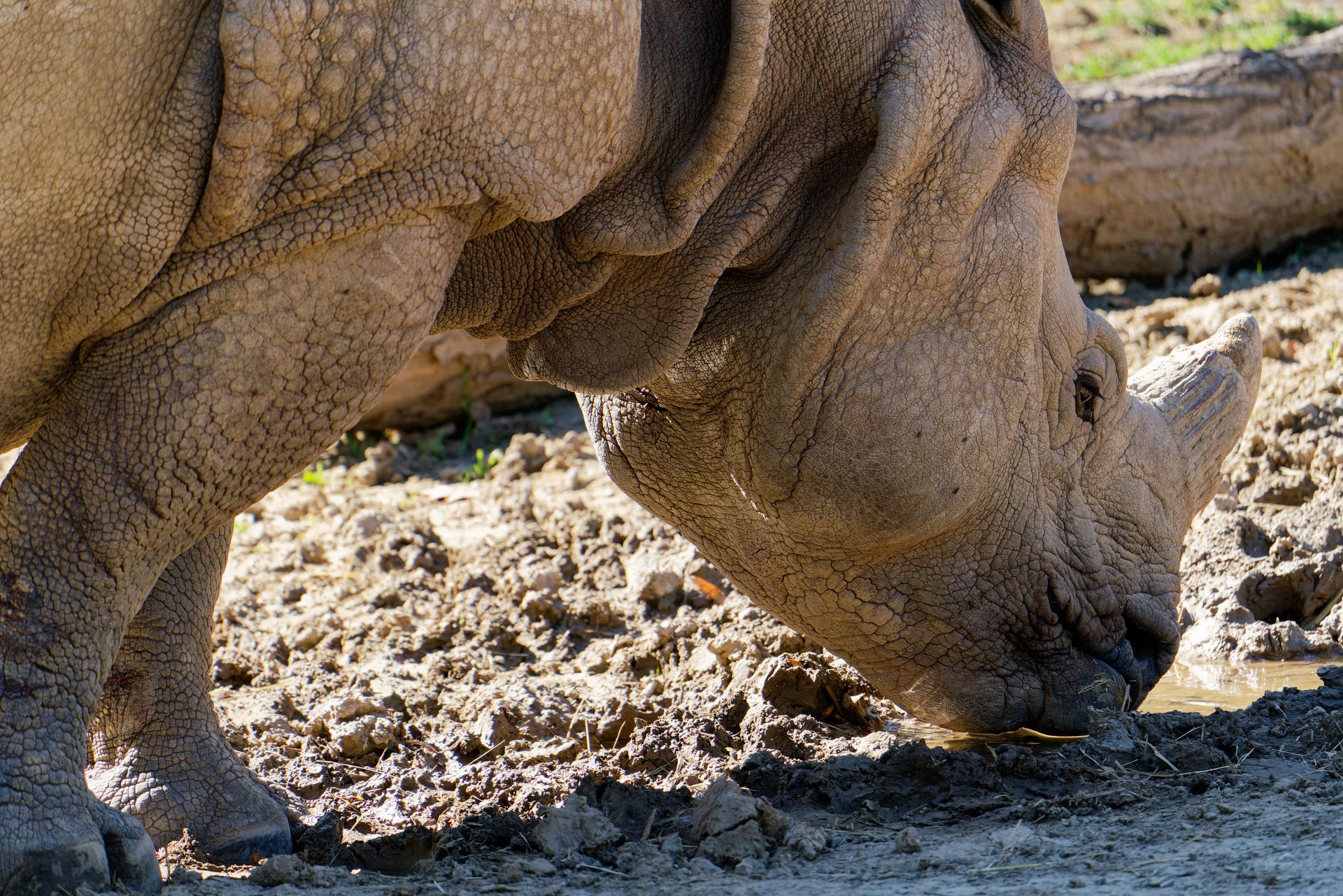A rhinoceros in Omaha Zoo drinks from a puddle, showcasing the texture of its skin.