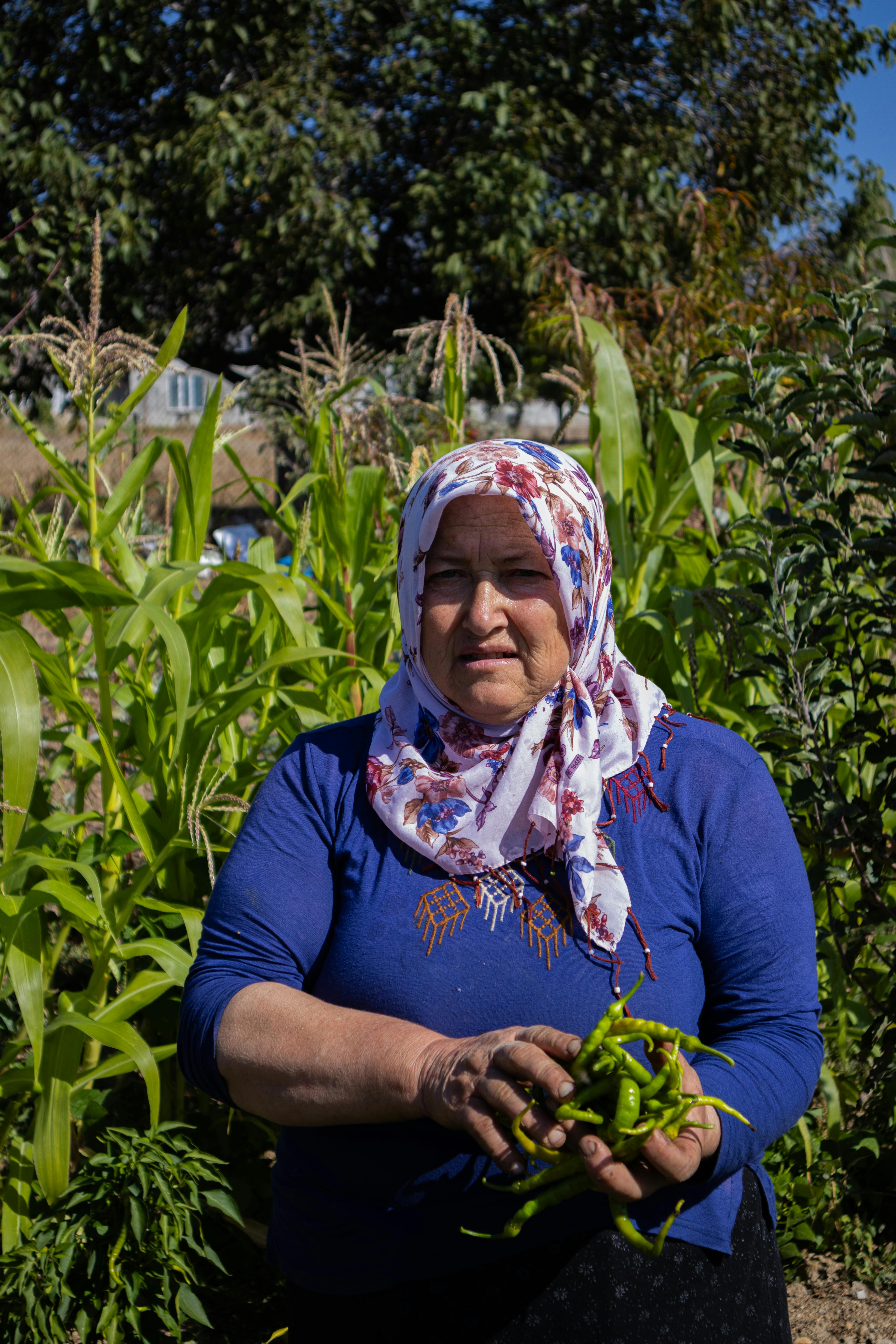 Elderly woman in headscarf harvesting green peppers in a farm field under sunlight.