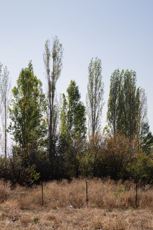 Бесплатное стоковое фото с вертикальный выстрел, деревья, за городом
