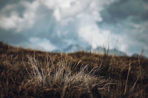 Free Close-up of Grass on the Hill  Stock Photo