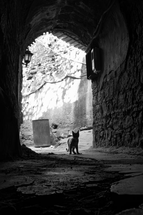 Free Black and white photo of a lone cat in an ancient İstanbul tunnel. Stock Photo
