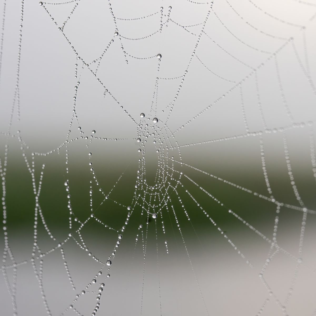 Teia de aranha com gotas de orvalho, exemplo de biomimetismo em materiais