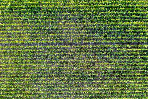 Free Aerial view of a lush green agricultural field in Pepin, Wisconsin, showcasing farm rows and crop patterns. Stock Photo