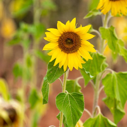 Foto stok gratis bunga, bunga matahari, kelopak