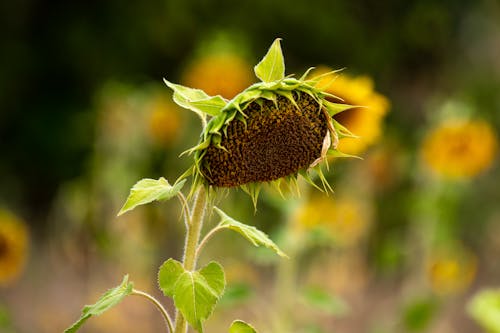 Almost ripe Sunflower