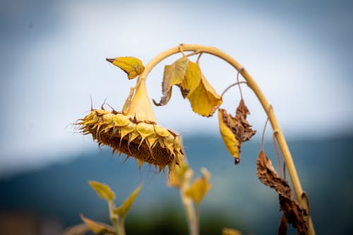 Ripe Sunflower ready for harvesting