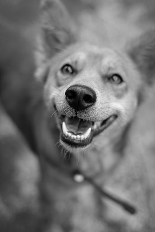 Immagine gratuita di animale domestico, bianco e nero, cane