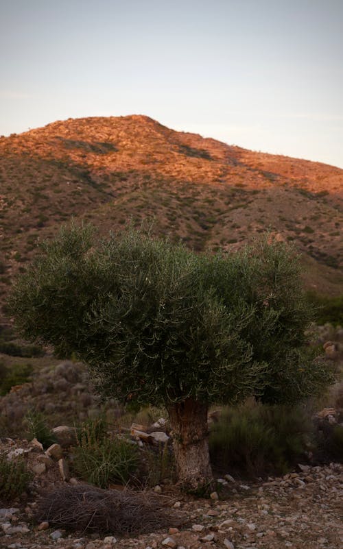 Tree Among Hills on a Desert 