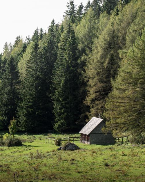 Free Tranquil wooden cabin nestled in a lush coniferous forest in Vorarlberg, Austria. Stock Photo