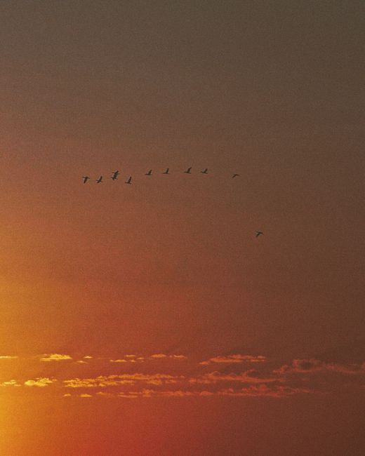 Silhouettes of birds fly across a dramatic sunset sky, creating a serene and picturesque scene.