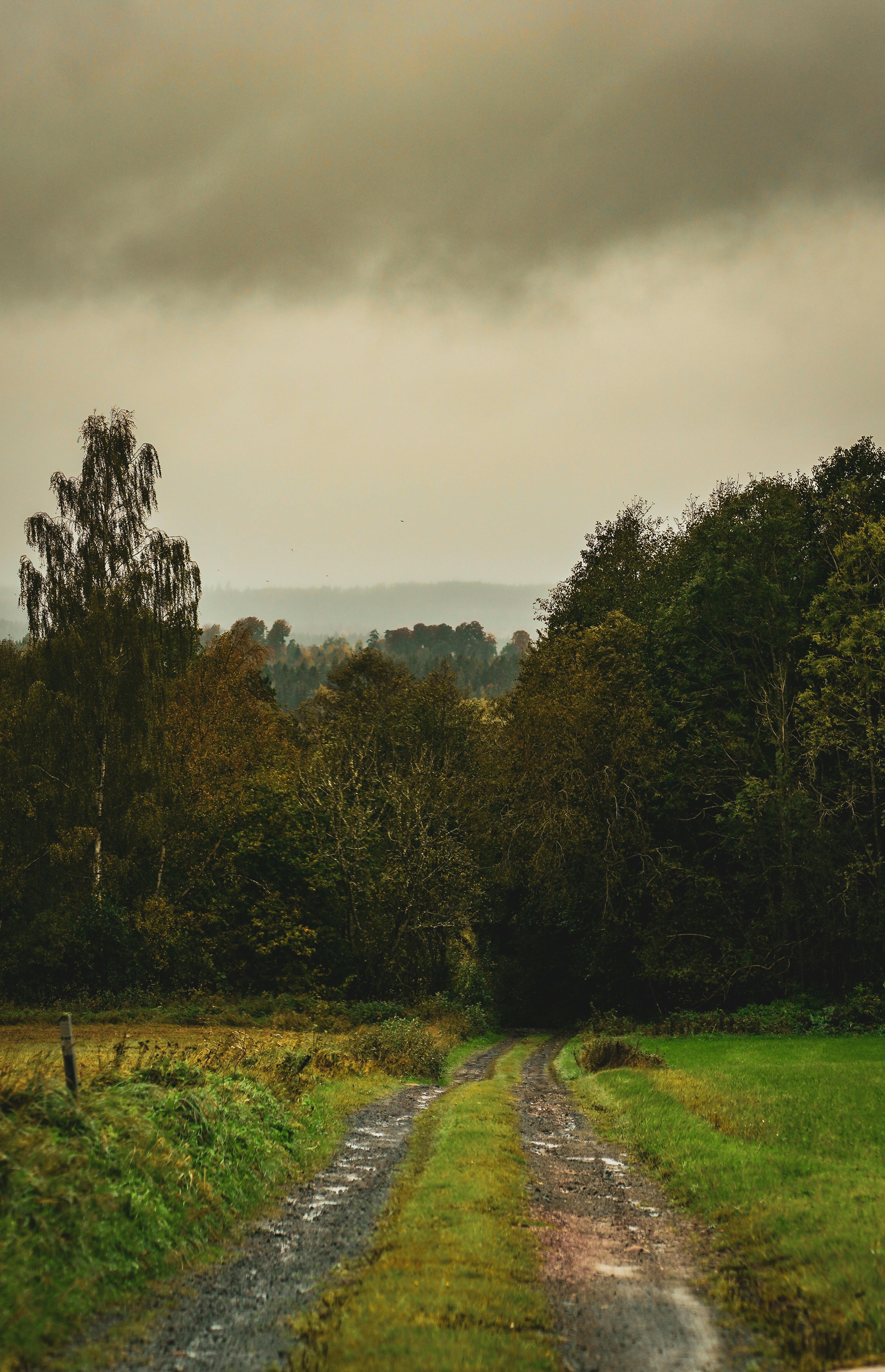 Dirt Road Towards Forest In Countryside · Free Stock Photo