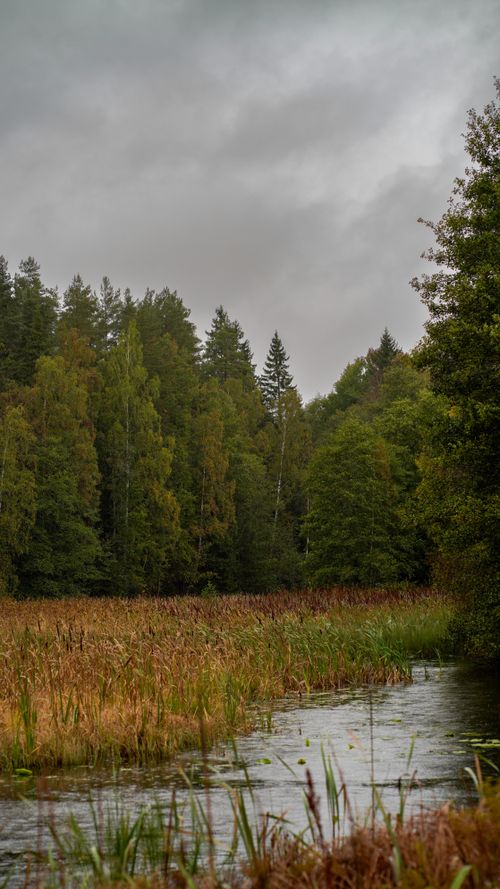 Free Tranquil forest scene with lush greenery and a calm waterway under overcast skies. Stock Photo