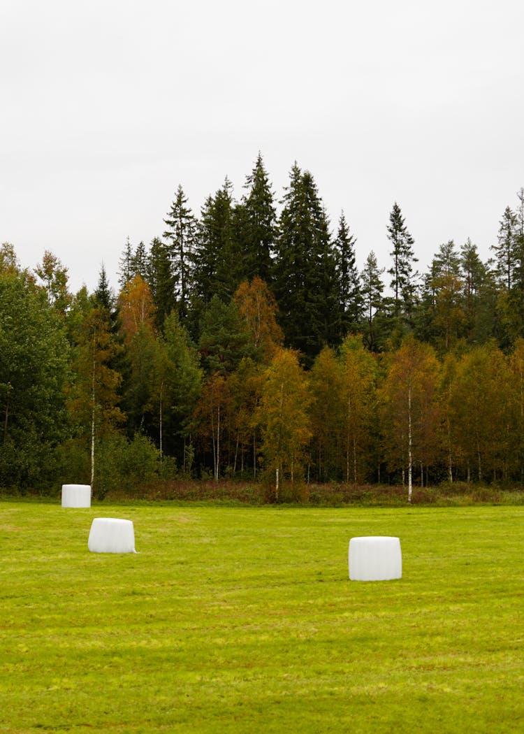 Green Grassland In Forest