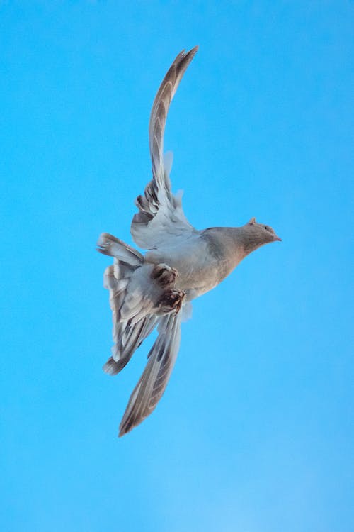 Fotobanka s bezplatnými fotkami na tému holub, jasná obloha, lietanie