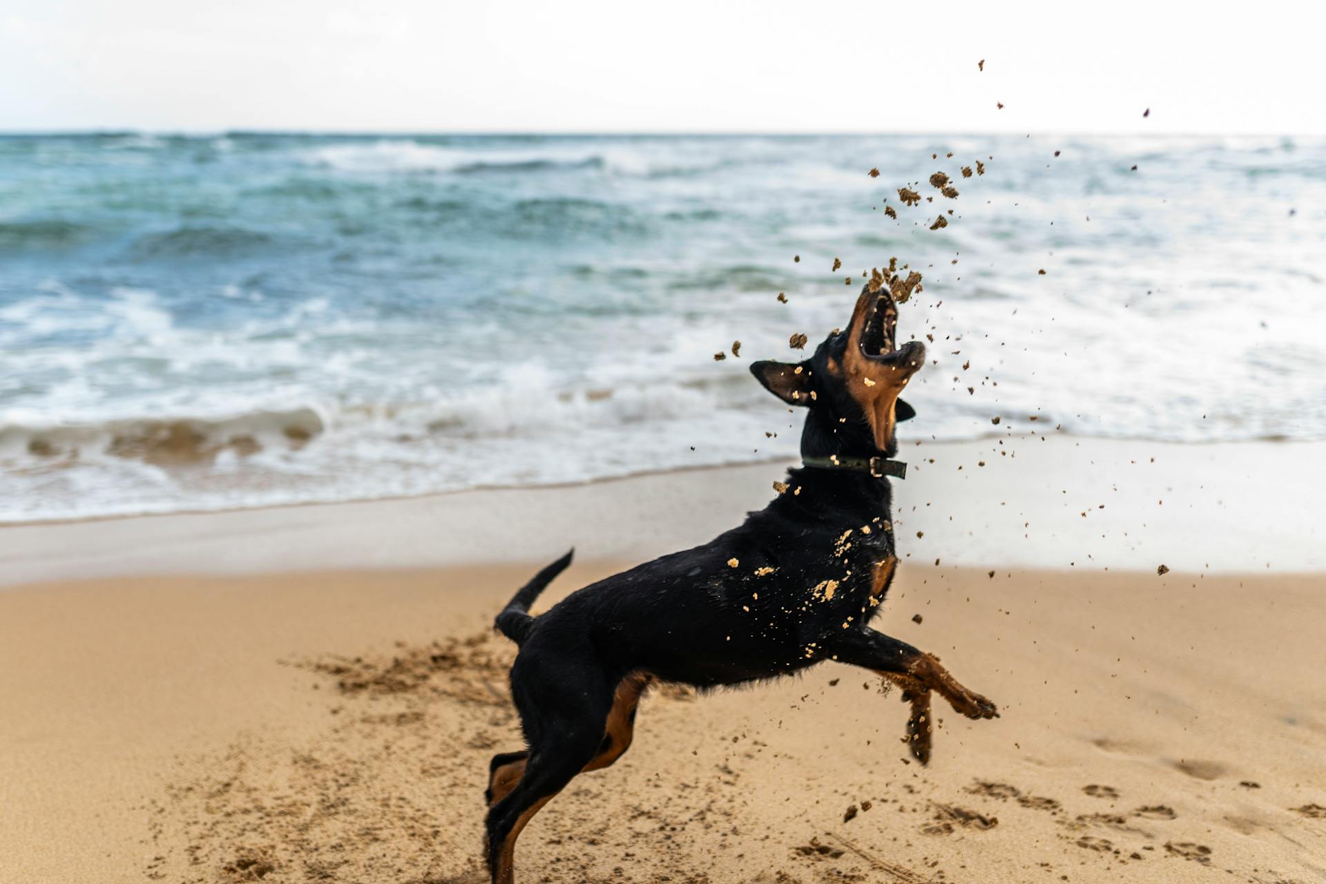 Le rottweiler joue avec le sable