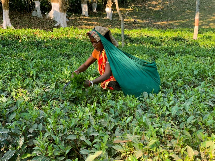 Woman Working On Rural Field