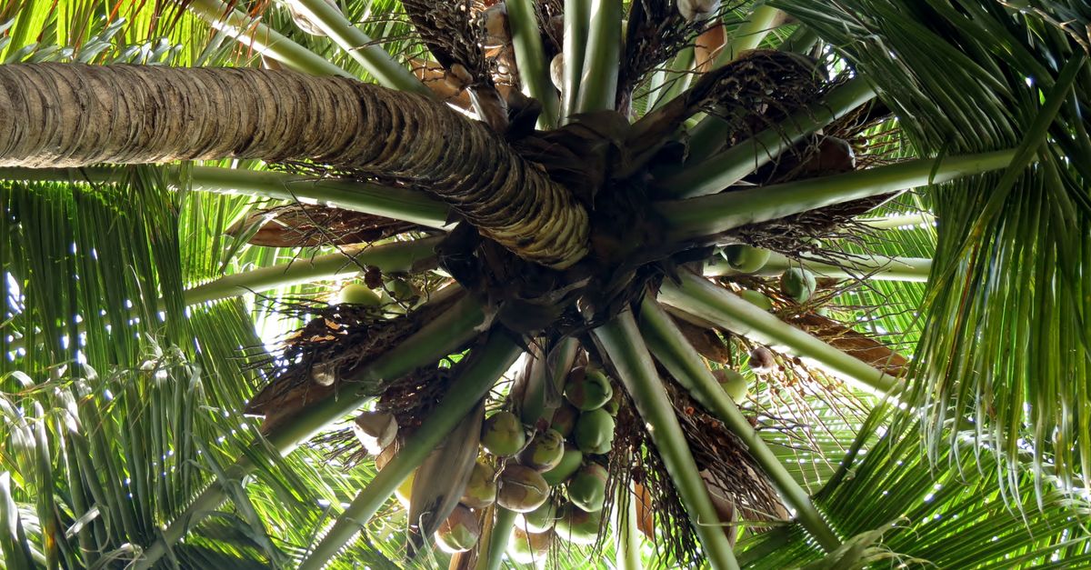 Cokin Tree Free stock photo of coconut tree, coconuts