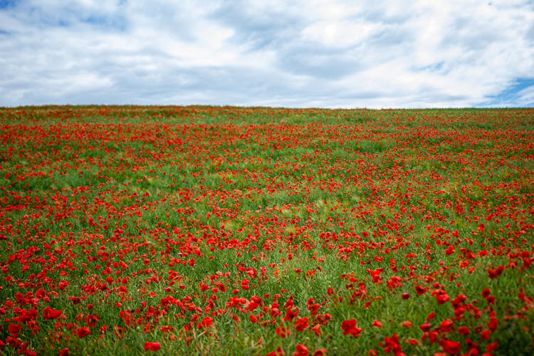 Red Poppies On Meadow