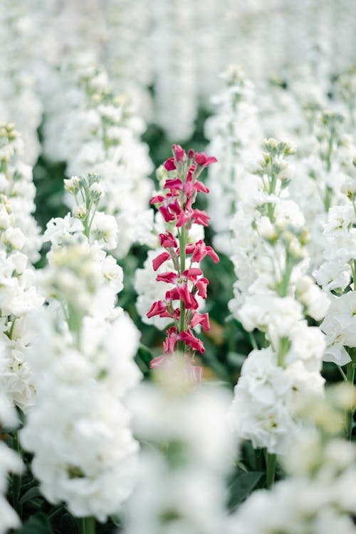 Gratis arkivbilde med åker, blomster, blomstre