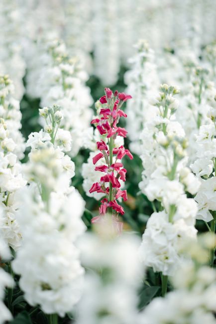 A vivid pink flower stands out in a field of white blooms in Toulouse, France.