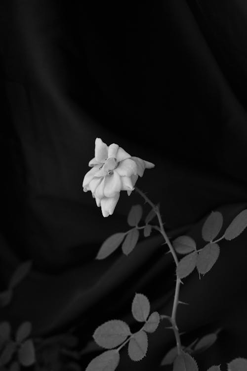 Immagine gratuita di bianco e nero, crescita, fiore