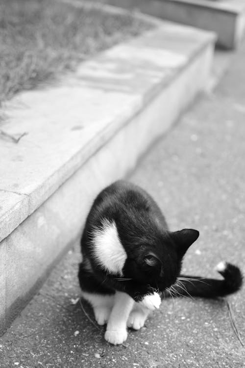 거리, 고양이, 도시 거리의 무료 스톡 사진
