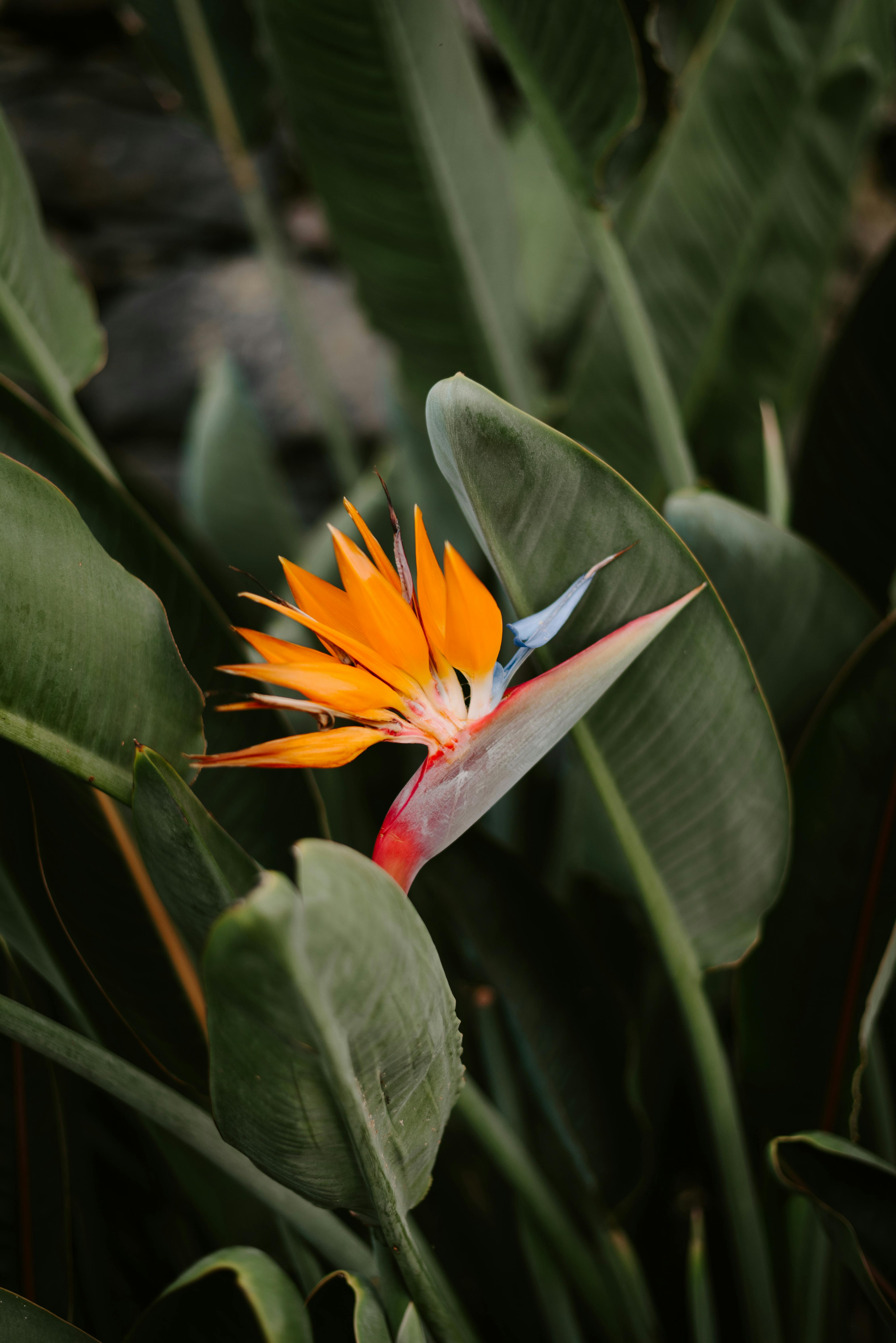 [ColoSach]-a-striking-bird-of-paradise-flower-with-vivid-colors-amidst-lush-green-foliage.