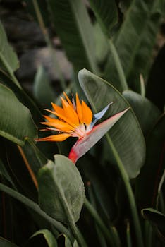 A striking Bird of Paradise flower with vivid colors amidst lush green foliage.