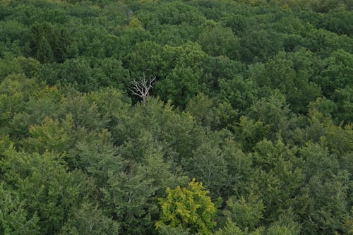 Drone Shot of Treetops