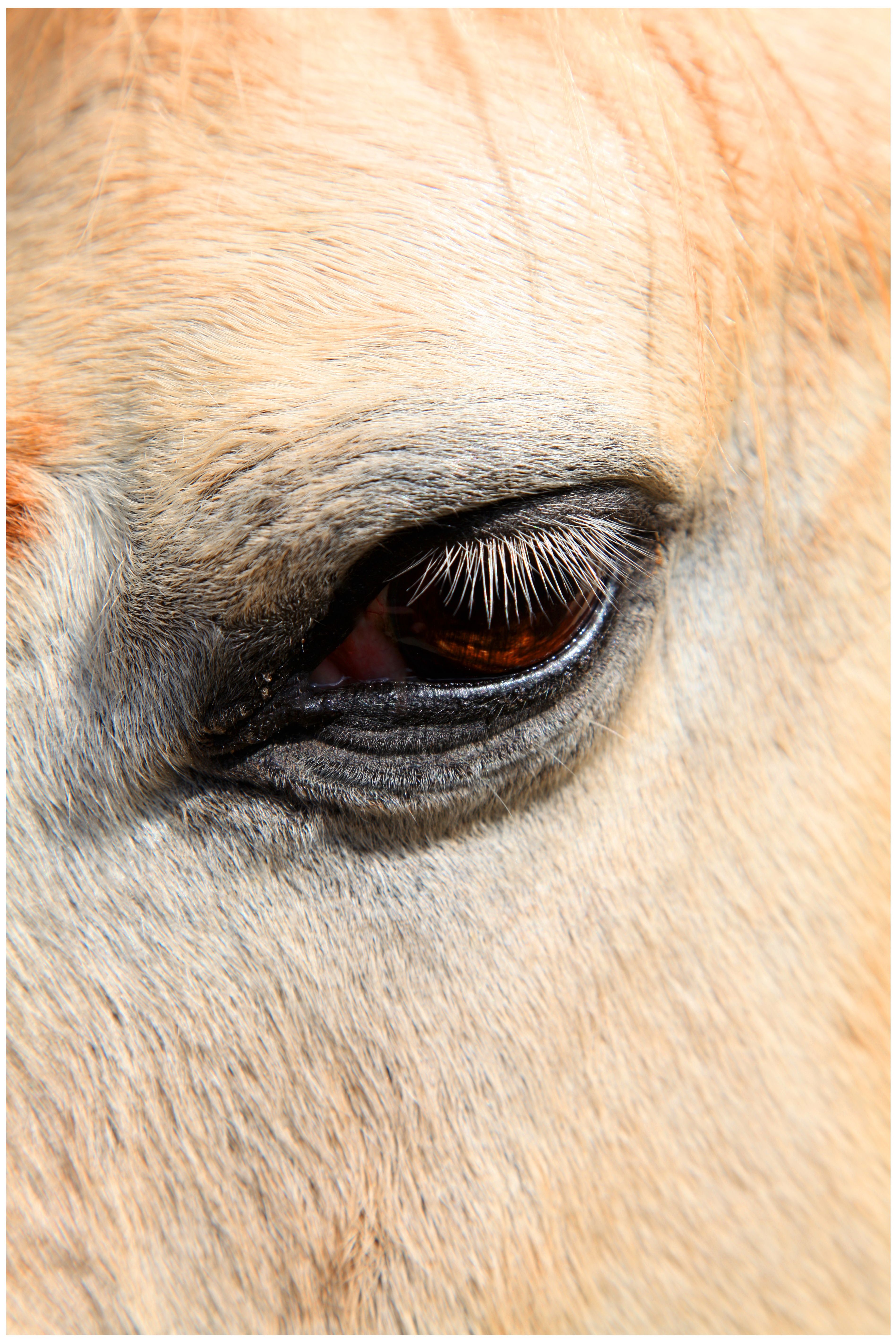 Detailed close-up of a cow's eye showcasing texture and color, photographed in Meyrueis, Occitanie, France.