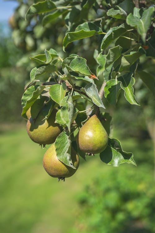 Pear on Tree
