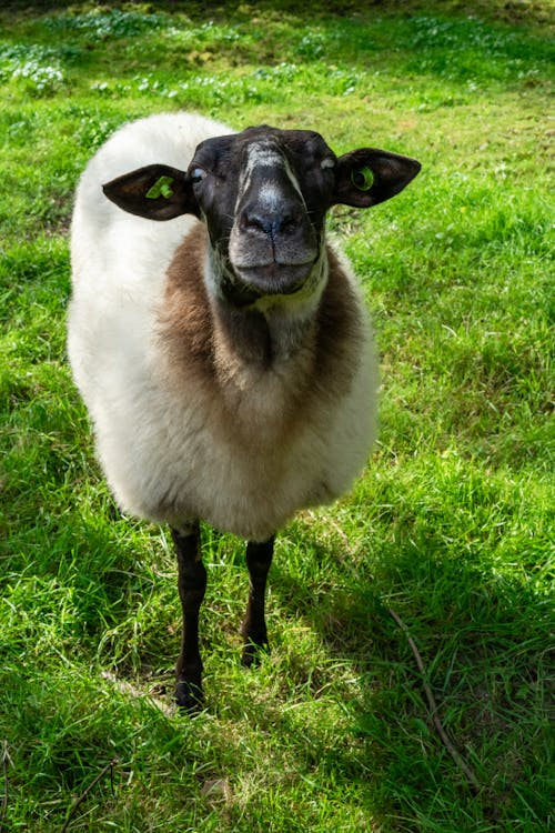 Sheep on Grass