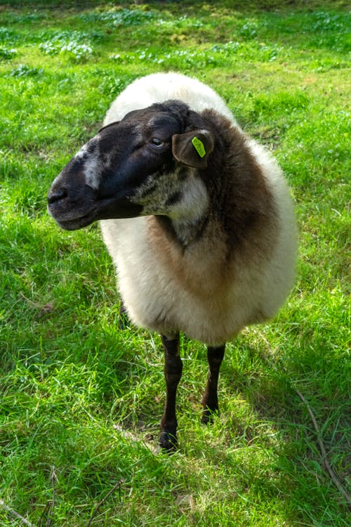 Sheep in Meadow