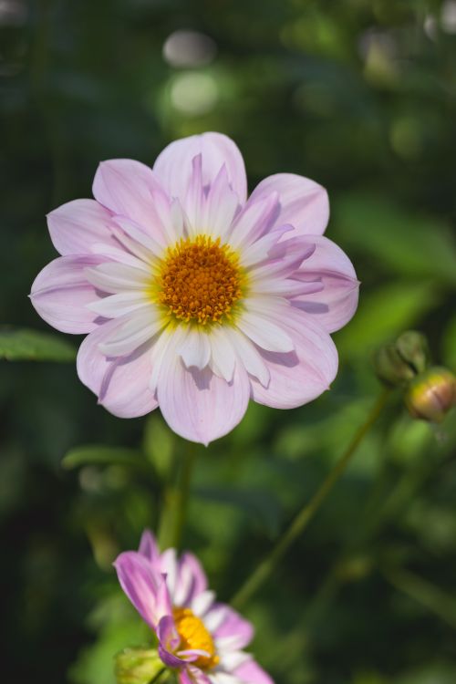Free Vibrant purple flower with yellow center in full bloom against green foliage background. Stock Photo